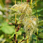 Virgin's bower