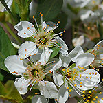 Western Sand Cherry