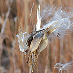 Whorled Milkweed
