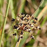 Wild Onion