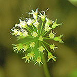 Wild Sarsaparilla flower cluster
