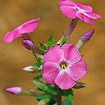Wild Sweet William