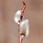 Pussy Willow