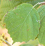Witch Hazel Leaf