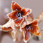 Witch hazel seed cap