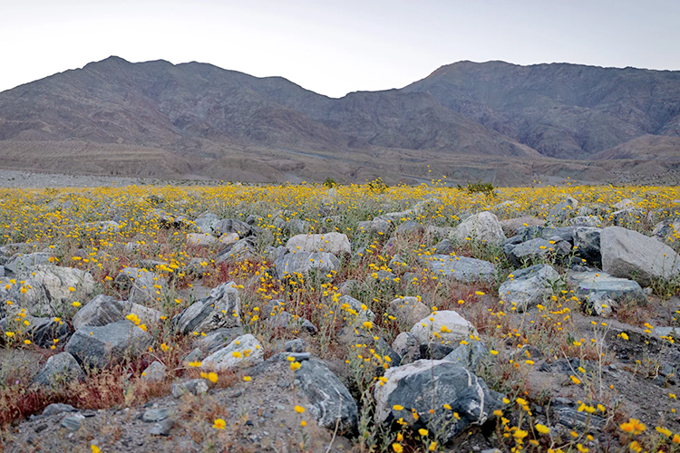 Death Valley 2026