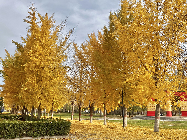 Ginkgos in the fall