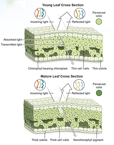 diagram of leaf structure